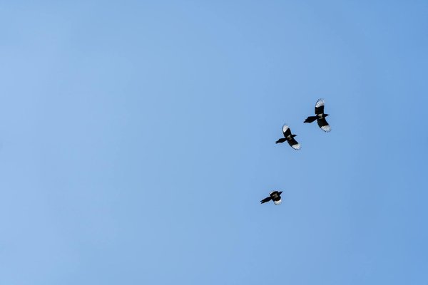 Cbd suisse : explorez les bienfaits des produits naturels